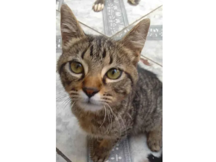 Gato ra a Não sei idade  nome Sem nome 