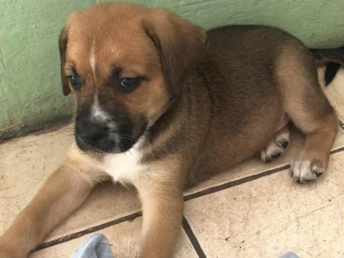 Cachorro ra a Cachorro idade Abaixo de 2 meses nome Não tem