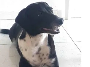 Cachorro raça SRD-ViraLata idade 2 anos nome Costela