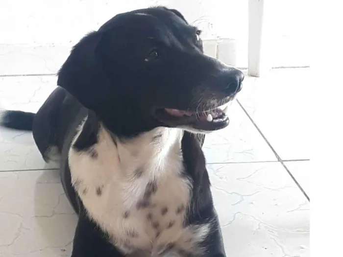 Cachorro ra a SRD-ViraLata idade 2 anos nome Costela