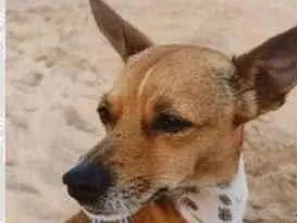 Cachorro raça Pinche mestiço idade 2 anos nome GRATIFICA - Paçoca