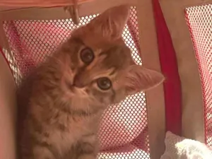 Gato raça SRD-ViraLata idade 2 a 6 meses nome Taurus