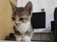 Gato raça SRD-ViraLata idade Abaixo de 2 meses nome Sem nome 