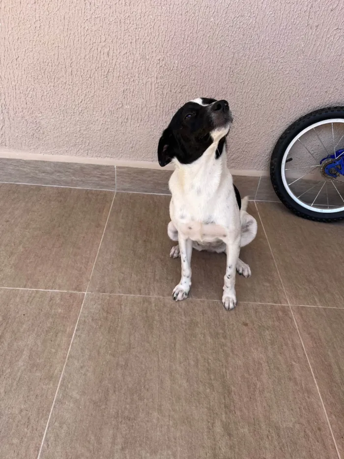 Cachorro ra a SRD-ViraLata idade 7 a 11 meses nome Sky