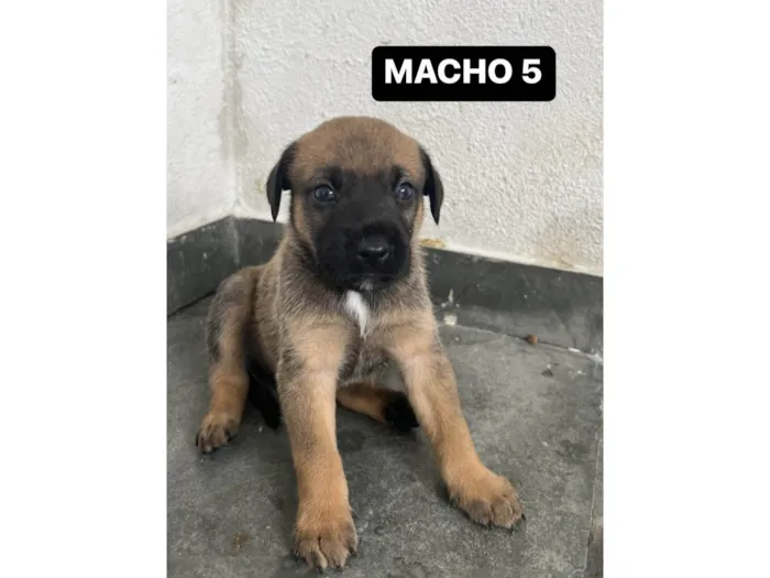 FILHOTE MACHO 5