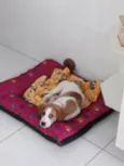 Cachorro raça srd idade 2 a 6 meses nome Lion