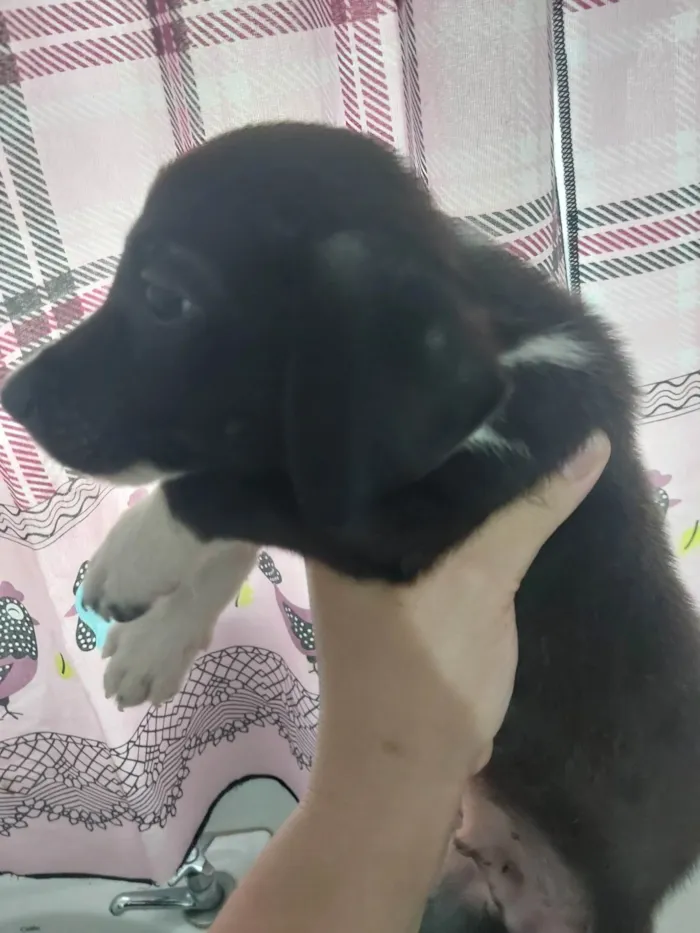 Cachorro raça SRD-ViraLata idade Abaixo de 2 meses nome Baunilha