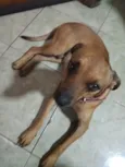 Caramelo