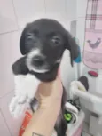 Cachorro raça SRD-ViraLata idade Abaixo de 2 meses nome Baunilha