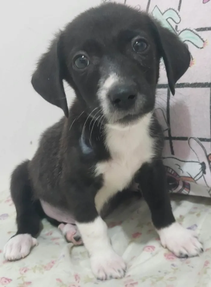 Cachorro raça SRD-ViraLata idade Abaixo de 2 meses nome Baunilha