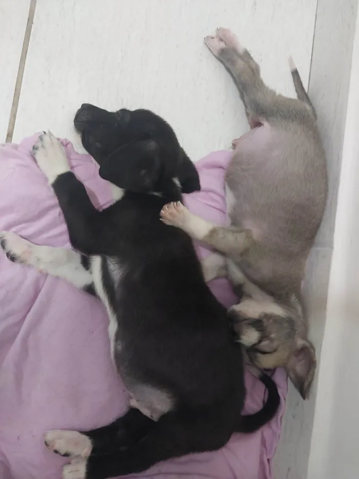 Cachorro raça SRD-ViraLata idade Abaixo de 2 meses nome Baunilha