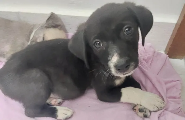 Cachorro raça SRD-ViraLata idade Abaixo de 2 meses nome Baunilha