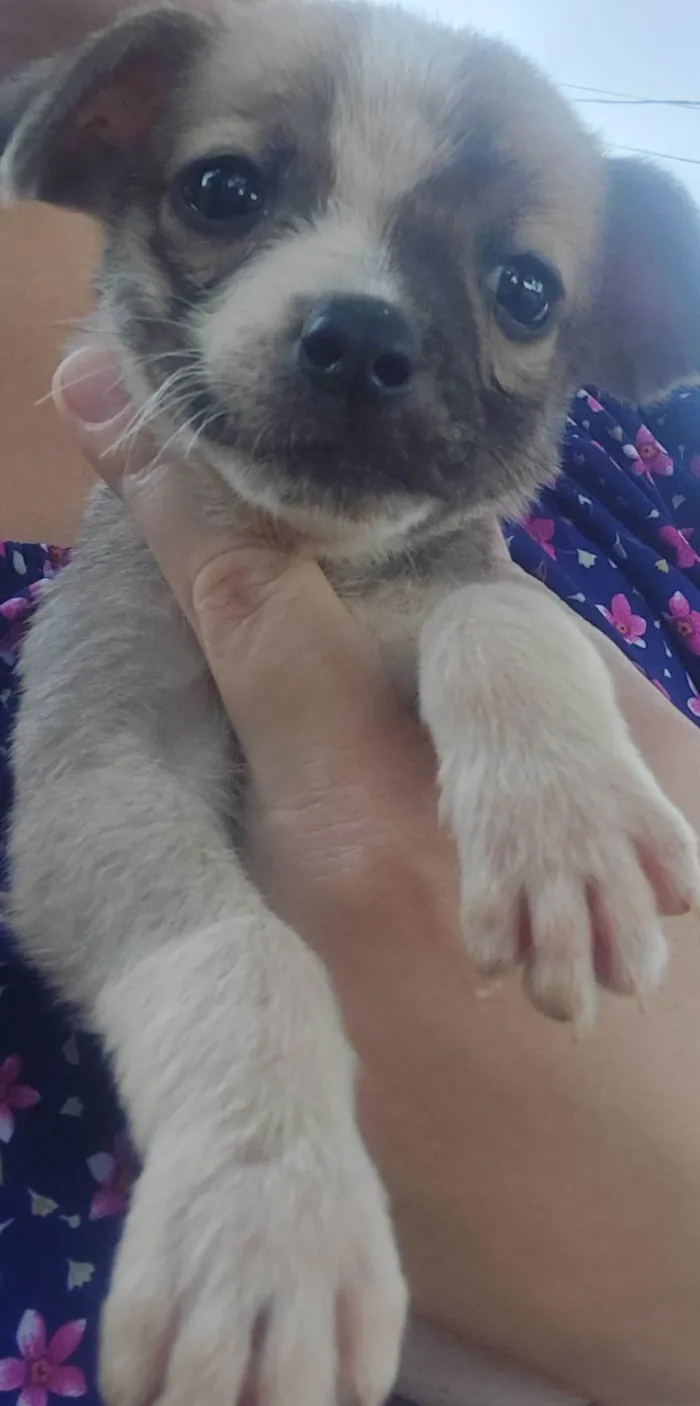 Cachorro raça SRD-ViraLata idade Abaixo de 2 meses nome Baunilha