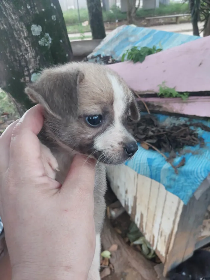 Cachorro raça SRD-ViraLata idade Abaixo de 2 meses nome Baunilha