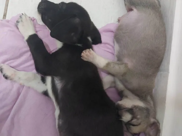 Cachorro raça SRD-ViraLata idade Abaixo de 2 meses nome Baunilha