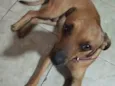 Caramelo