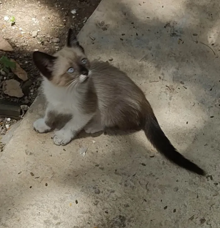 Gato ra a  idade 2 a 6 meses nome Florzinha 