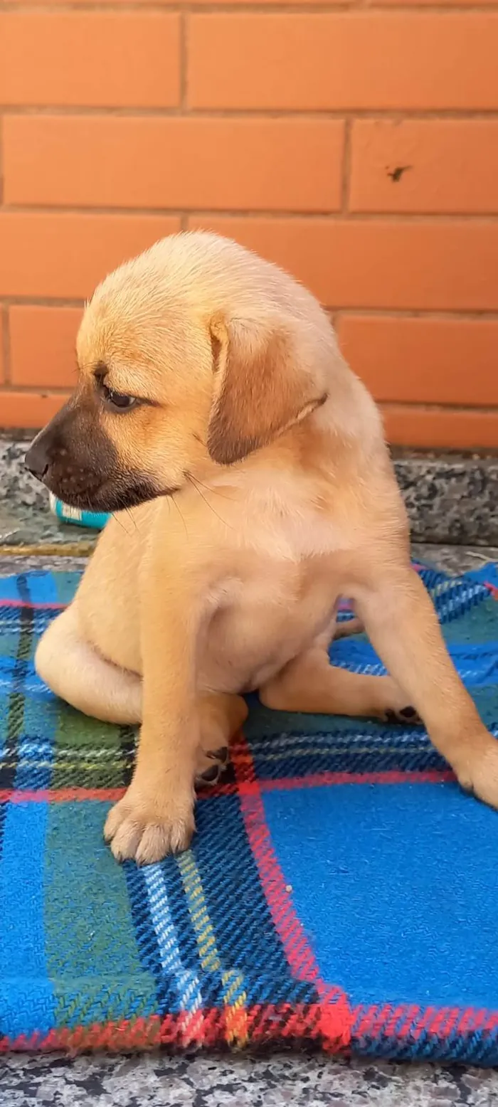 Cachorro ra a SRD-ViraLata idade 2 a 6 meses nome Meg