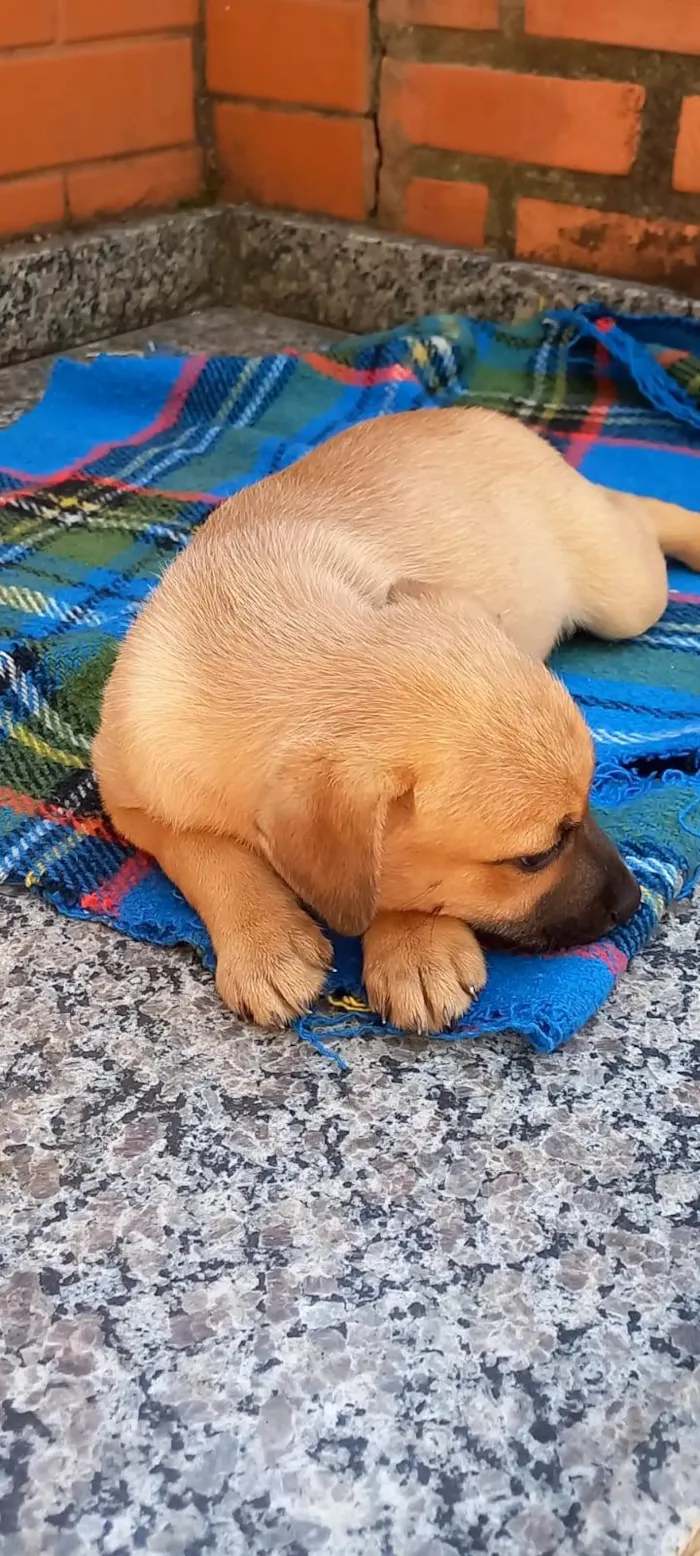 Cachorro ra a SRD-ViraLata idade 2 a 6 meses nome Meg