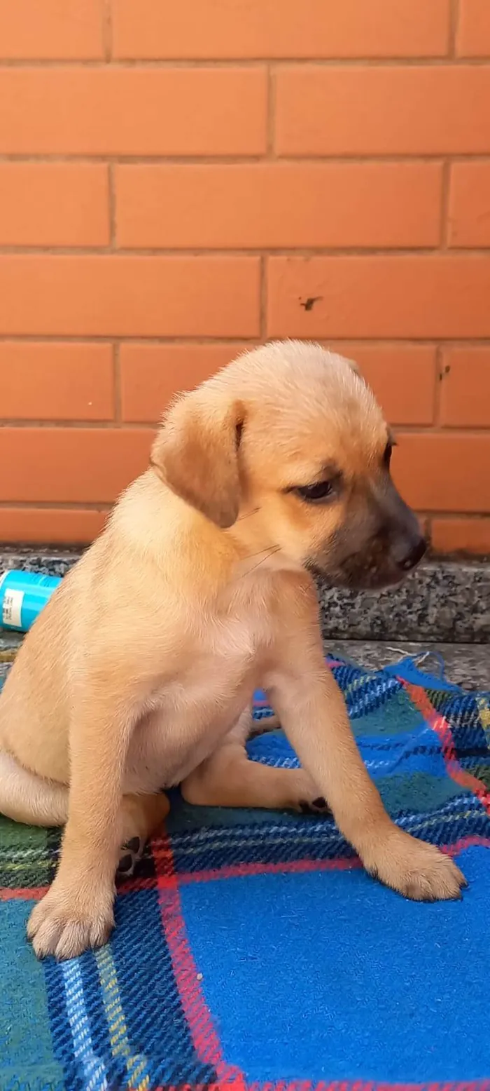 Cachorro ra a SRD-ViraLata idade 2 a 6 meses nome Meg