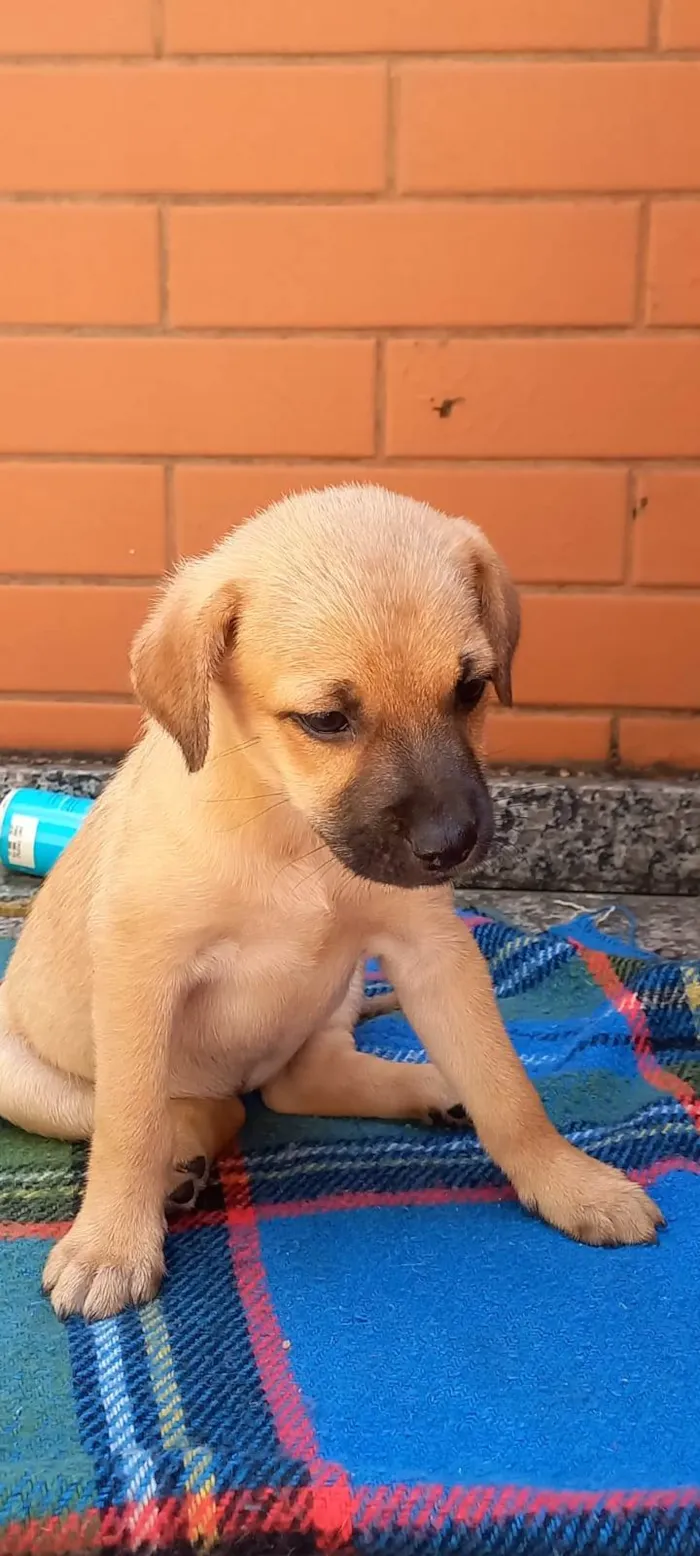 Cachorro ra a SRD-ViraLata idade 2 a 6 meses nome Meg