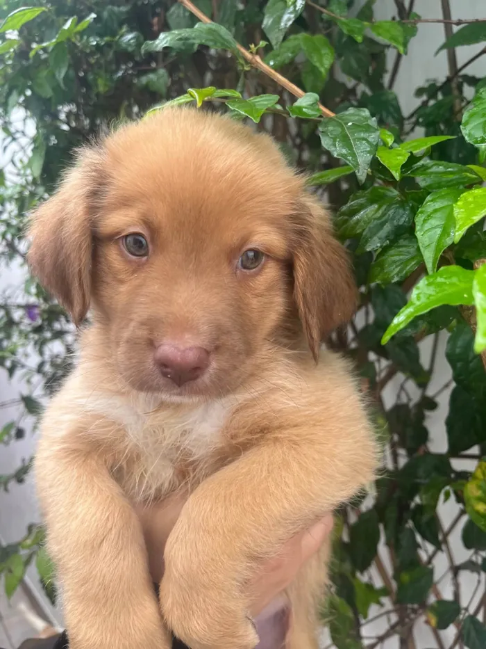 Cachorro raça SRD-ViraLata idade 2 a 6 meses nome Ricky