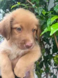 Cachorro raça SRD-ViraLata idade 2 a 6 meses nome Ricky
