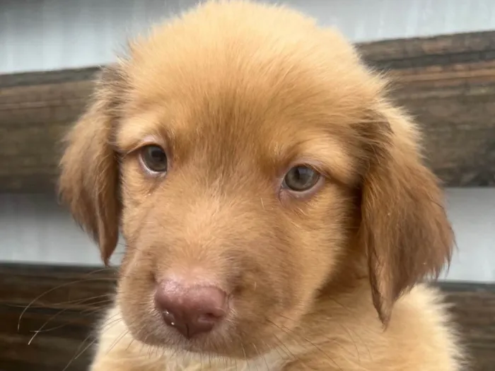 Cachorro raça SRD-ViraLata idade 2 a 6 meses nome Ricky