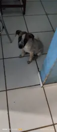 Leia 