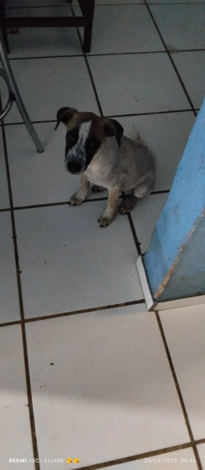 Cachorro raça Indefinida  idade Abaixo de 2 meses nome Leia 