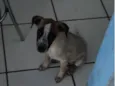Leia 