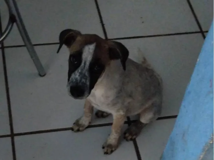 Cachorro raça Indefinida  idade Abaixo de 2 meses nome Leia 