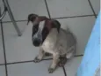 Leia 
