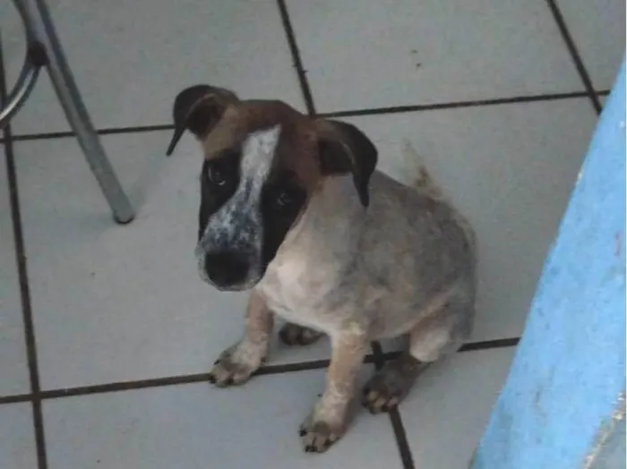 Cachorro raça Indefinida  idade Abaixo de 2 meses nome Leia 
