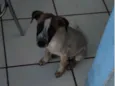 Leia 
