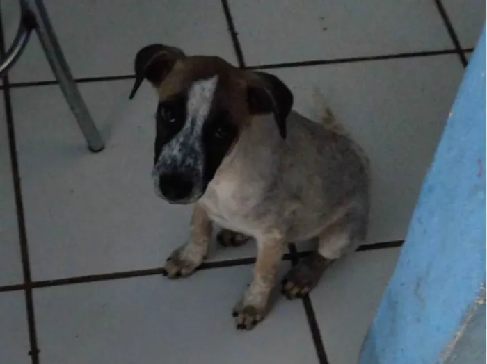 Cachorro raça Indefinida  idade Abaixo de 2 meses nome Leia 