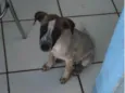 Leia 