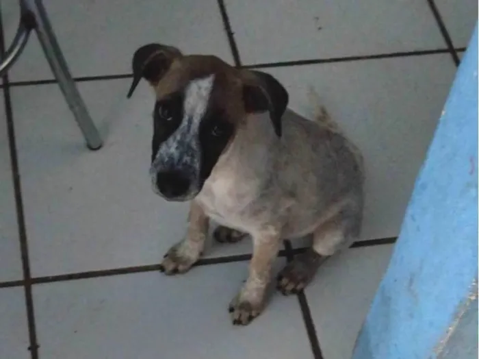 Cachorro raça Indefinida  idade Abaixo de 2 meses nome Leia 