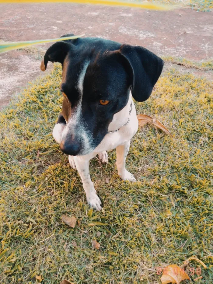 Cachorro ra a vira-lata idade 5 anos nome Yasuo