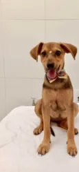 Cachorro raça SRD-ViraLata idade 2 a 6 meses nome Amora