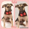 Cachorro raça SRD-ViraLata idade 2 a 6 meses nome Sofia