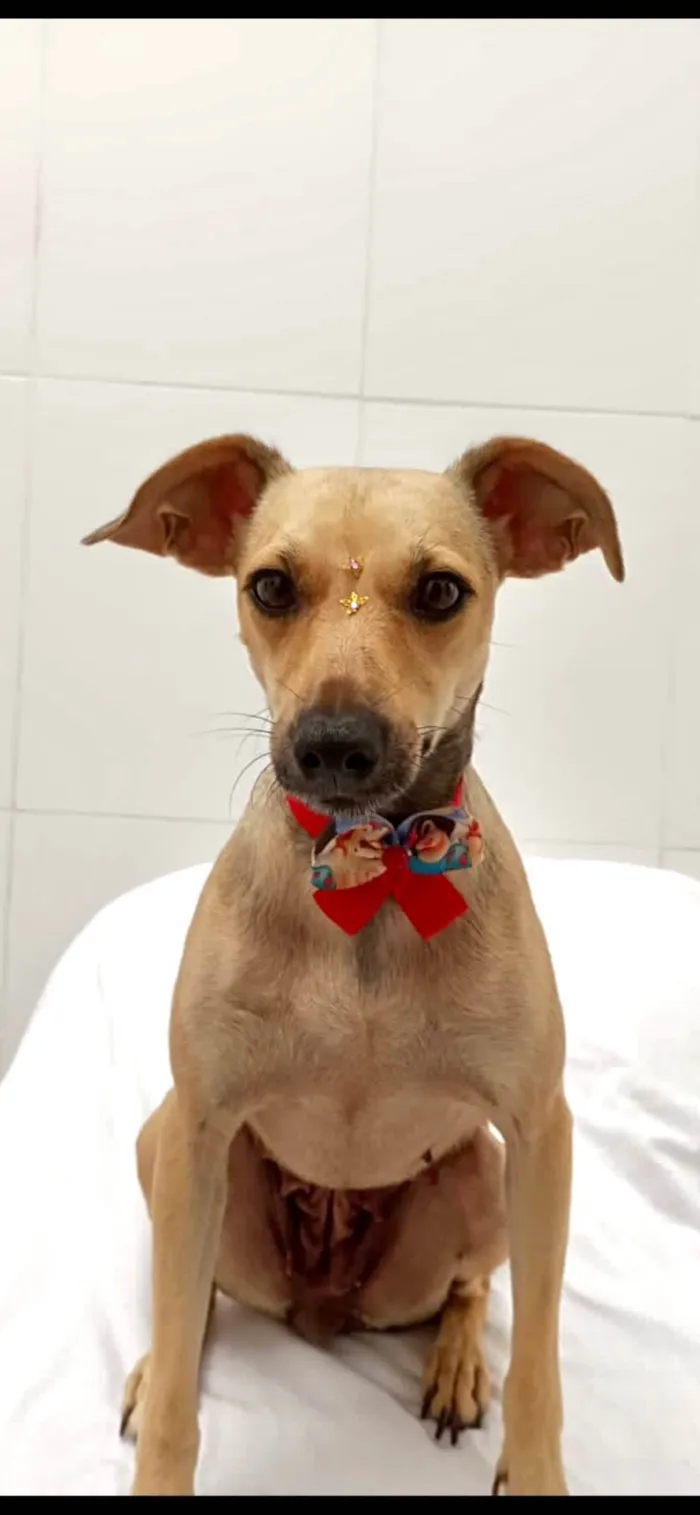 Cachorro raça SRD-ViraLata idade 2 anos nome Bela 