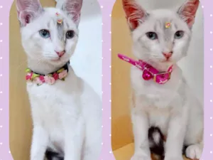 Gato raça Srd idade 2 a 6 meses nome Gatinhos 