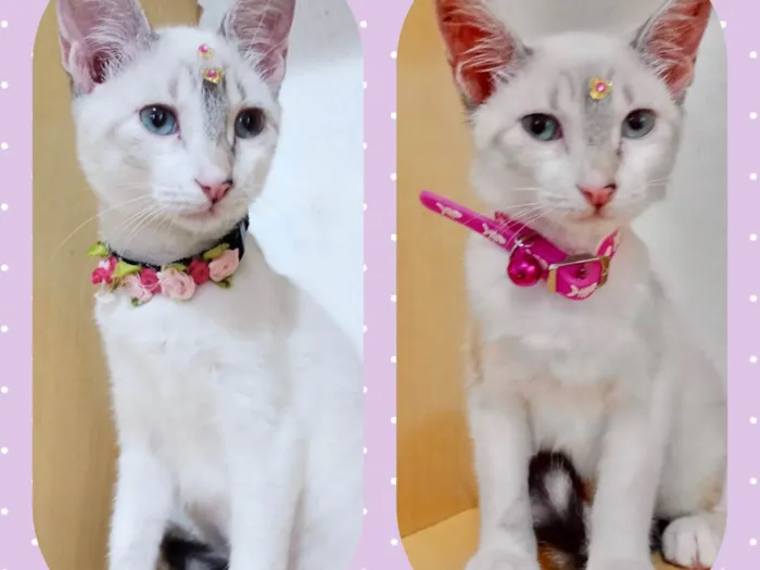 Gato raça Srd idade 2 a 6 meses nome Gatinhos 