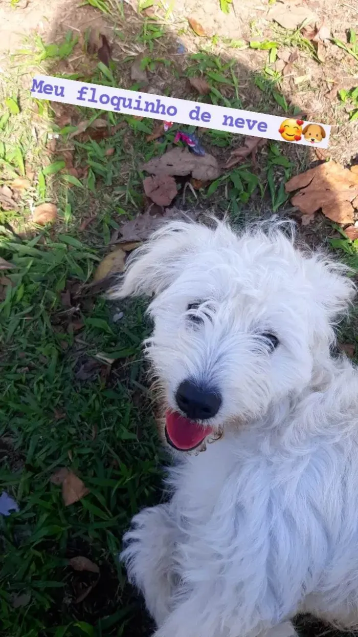 Cachorro ra a Poodle idade 1 ano nome Belinha