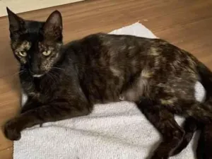 Gato raça Srd idade 7 a 11 meses nome Stelinha