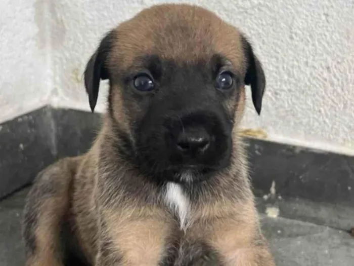 Cachorro raça SRD-ViraLata idade Abaixo de 2 meses nome FILHOTE MACHO 5