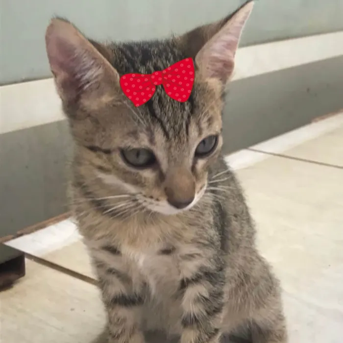 Gato ra a Mestica  idade 2 a 6 meses nome Júlia 