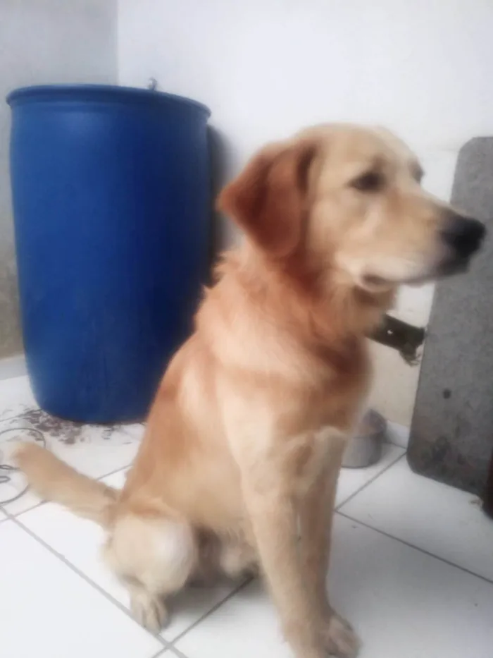 Cachorro ra a SRD-ViraLata idade 3 anos nome Floquinho 