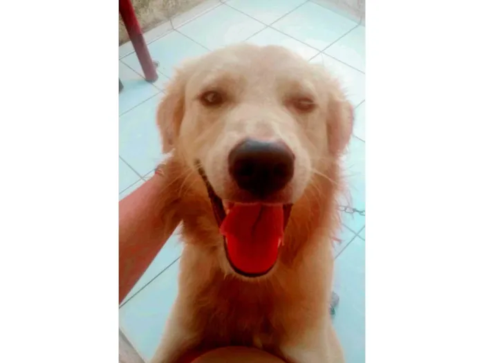 Cachorro ra a SRD-ViraLata idade 3 anos nome Floquinho 